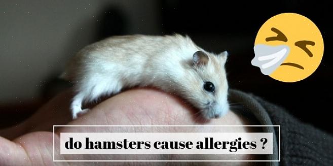 Noen ganger kan ting i hamsterens miljø føre til at hamsteren nyser på grunn av duften den avgir