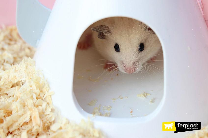 Pass på at du ikke forårsaker at hamsteren din nyser med noe du legger i buret hans