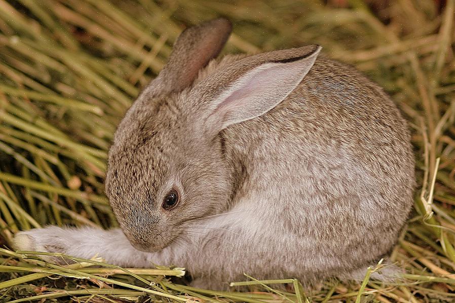 Hvorfor spiser kaniner avføring