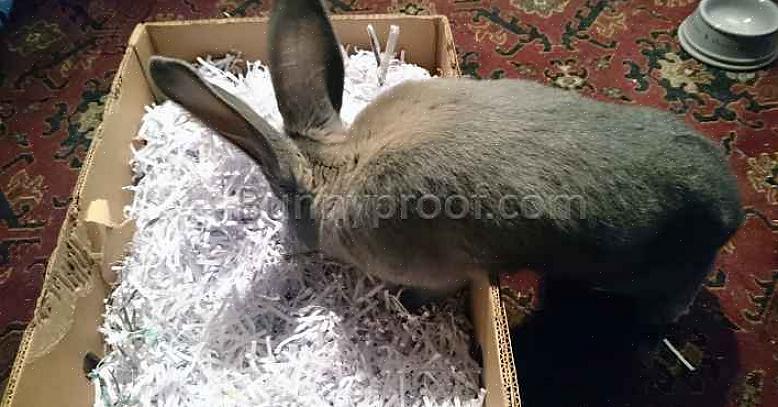 Ganske dyp pappeske (kutt den ene siden lavere eller lag et hull for å la kaninen komme inn i boksen)