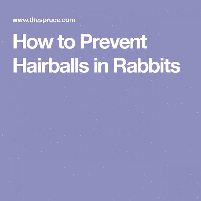Hvordan kan du forhindre at kaninen din får en hårball