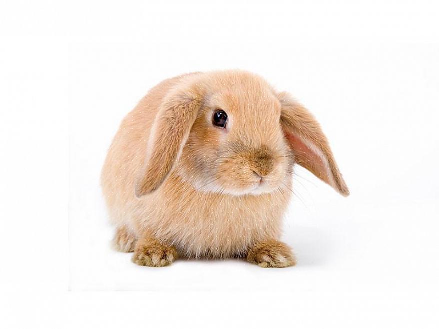 Krever alle kaniner med skrå ører spesiell oppmerksomhet til ørene