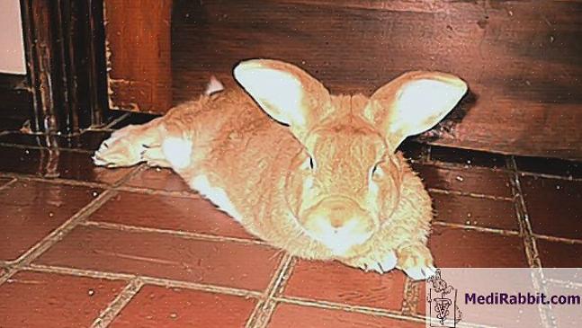 Behandling av kaninsvulster