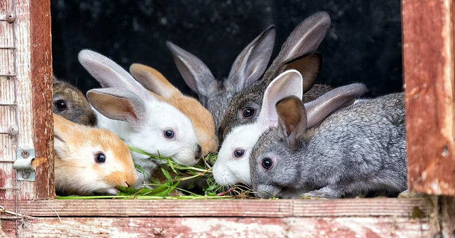 Hva du skal mate kaniner