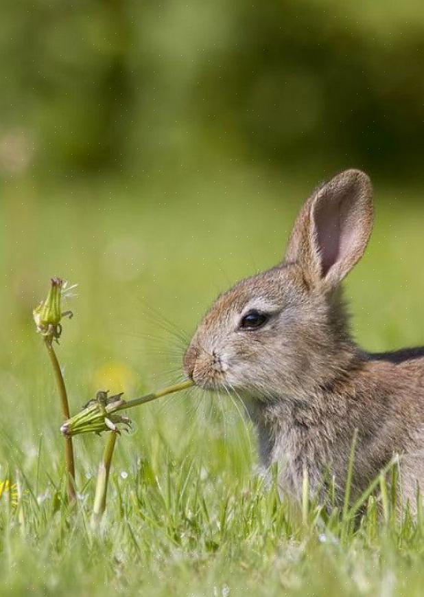 Planter som mange kan finne i bakgårdene sine kan også være gode alternativer for kaniner å tygge på