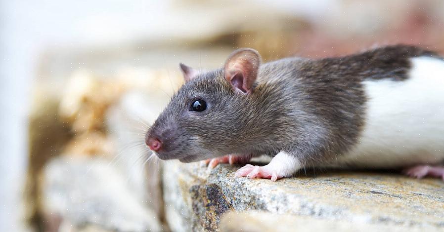 Humlefot (ulcerøs pododermatitt) er en smertefull tilstand hos rotter som forårsaker sår på bunnen av
