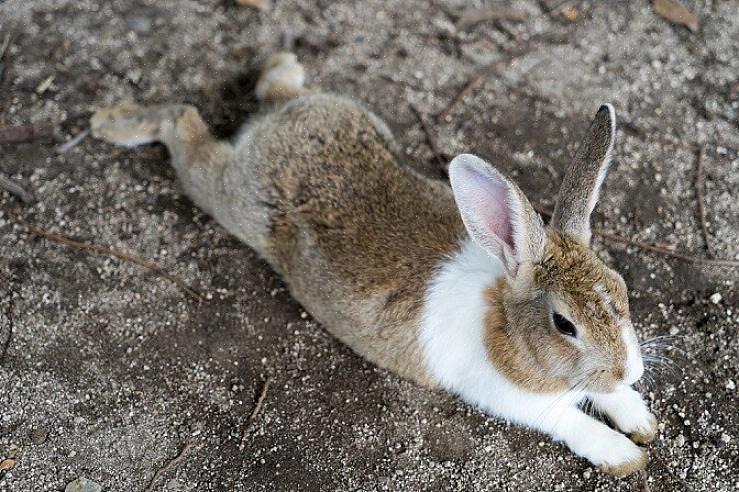 Fullverdige anfall hos kaniner kan resultere i flere kortvarige (mindre enn ett minutt) symptomer som kan