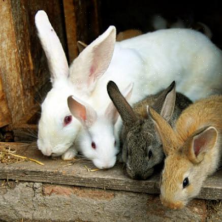 Diagnostisering av anfall hos kaniner