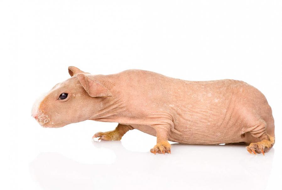The Skinny Pig ble utviklet som en krysningsrase mellom hårhårede marsvin
