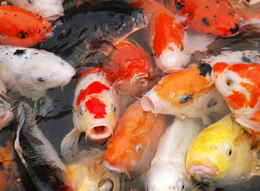 Merkede matdam-pinner er generelt godt egnet til å mate de fleste typer damfisk