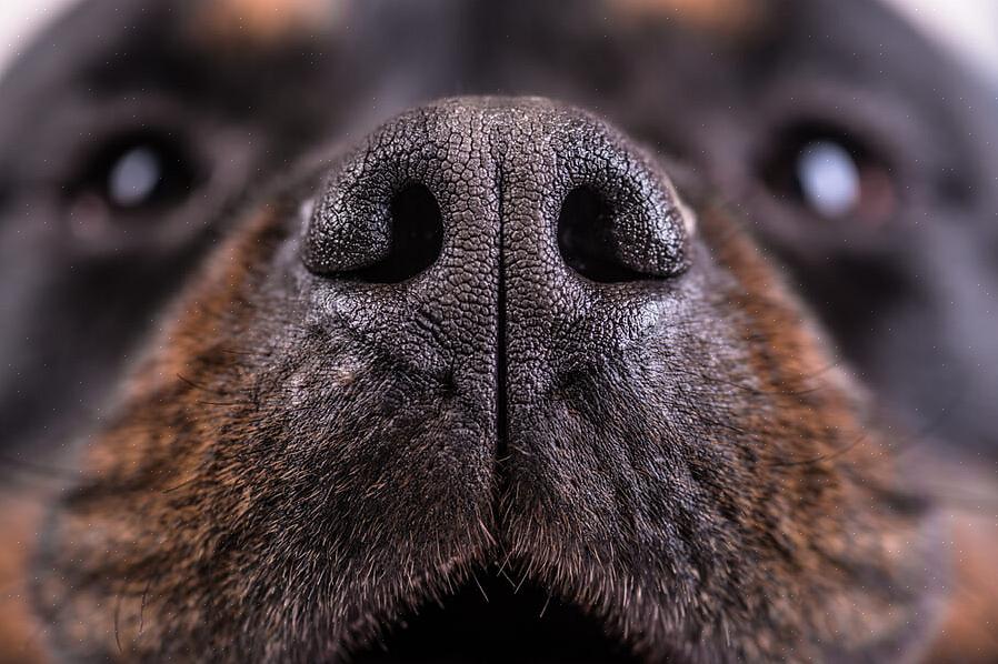 Vi mennesker har alltid benyttet oss av den fine nesen til hunder