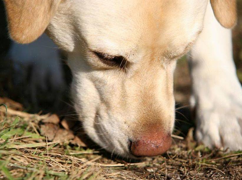 Hunden din bør bruke sele når den sporer