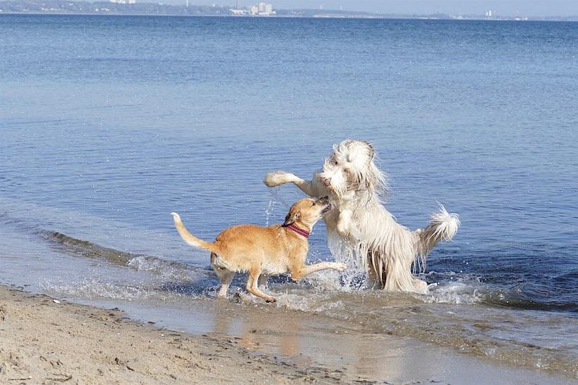 Amrum med tre strandseksjoner reservert for hunder har også mye å tilby hundeeiere