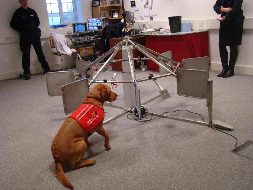 Kanskje du er veldig entusiastisk over arbeidet til kreftoppdagingshundene