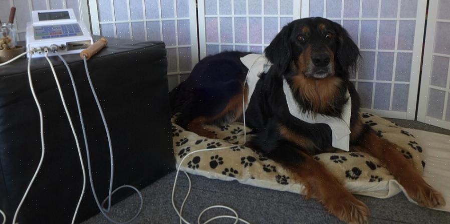 Mange hundeeiere som tar med hundene sine til bioresonansterapi rapporterer at hundene liker å legge seg på
