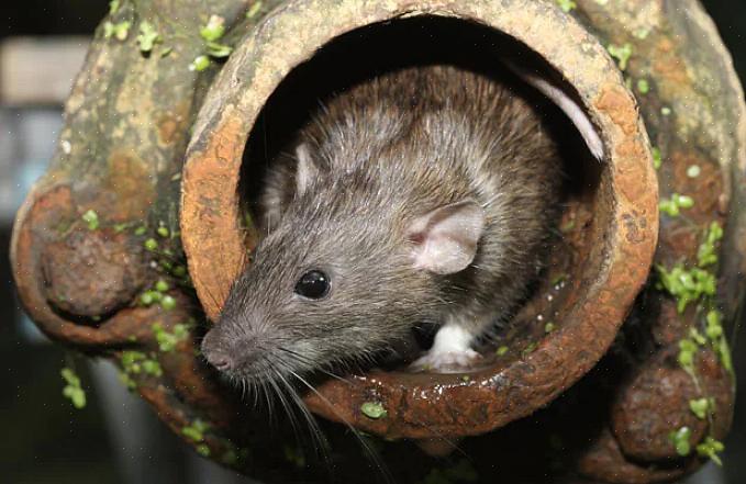Den beste måten å forhindre de fleste luftveisproblemer hos rotter er å holde innhegningene deres rene