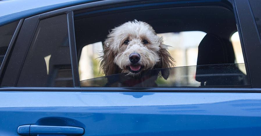 Det er imidlertid et par ting du bør huske på når du planlegger en biltur med hund