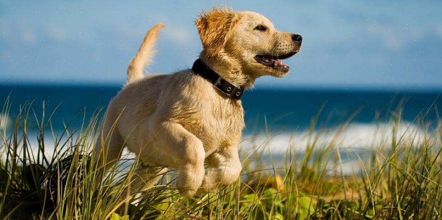 En ortopedisk hundeseng er spesielt egnet for eldre hunder