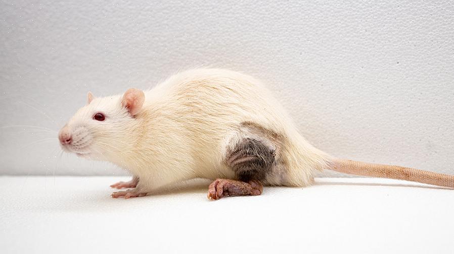 Visse typer kreftsvulster er uvirksomme hos rotter dessverre