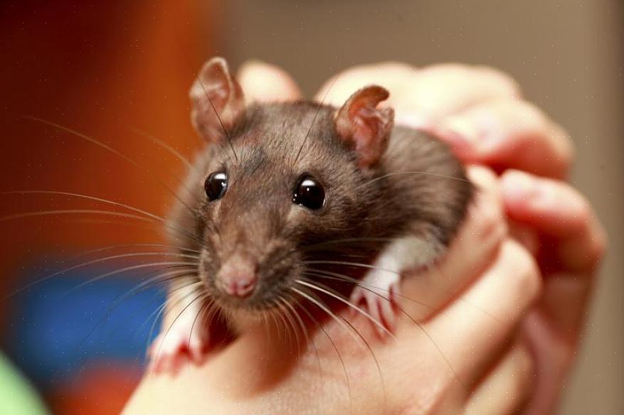 Andre trygge trealternativer for rotter er tilgjengelige i dyrebutikker