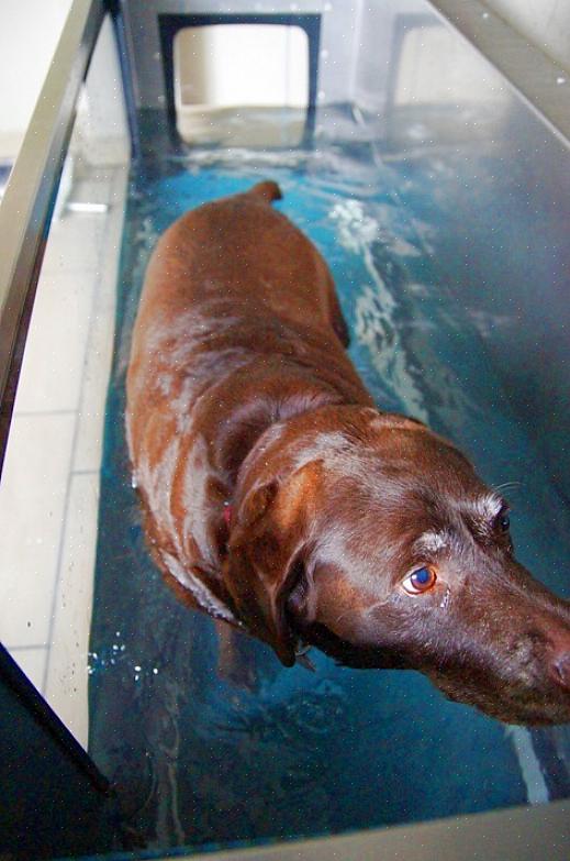 Ting å vite om hydroterapi for hunder