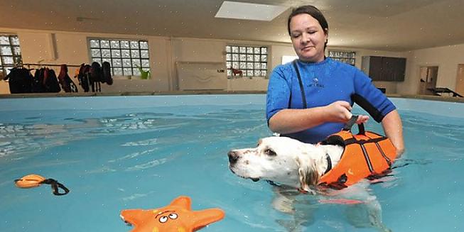 Fordeler og virkemåte ved svømmeterapi for hunder