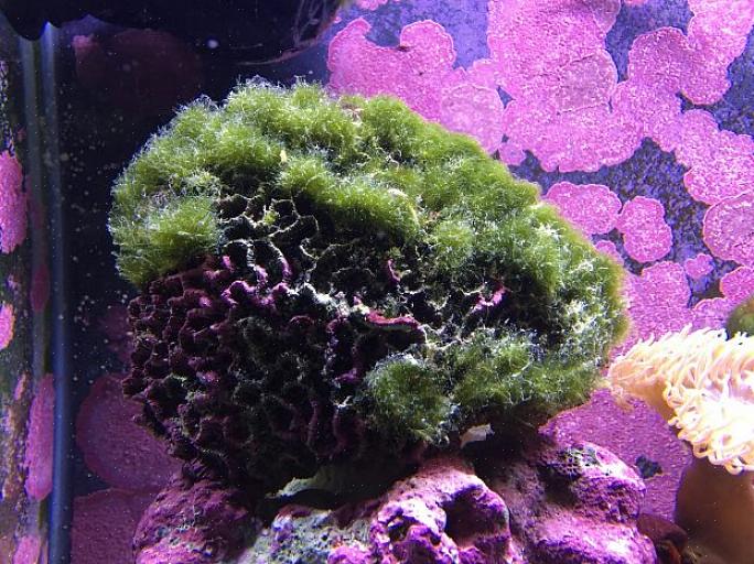 Veksten av alger i et akvarium er ikke dårlig