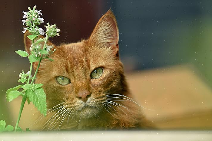 Det er så mange farer som lurer i naturen for utekattene våre – giftige planter for katter er en av dem