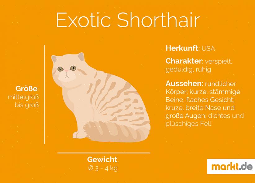 Rasehistorie The Exotic Shorthair er en perserkatt med en ganske kort