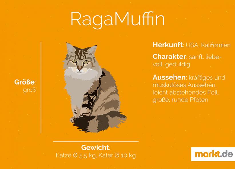 Rasehistorie RagaMuffin er en ung edel katterase fra USA med langt hår
