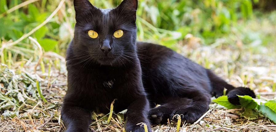 Rasehistorie Bombay-katten er en helsvart variant fra en krysning mellom en burmeser