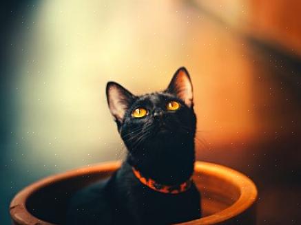 Bombay-katten er en huskatt for leiligheten