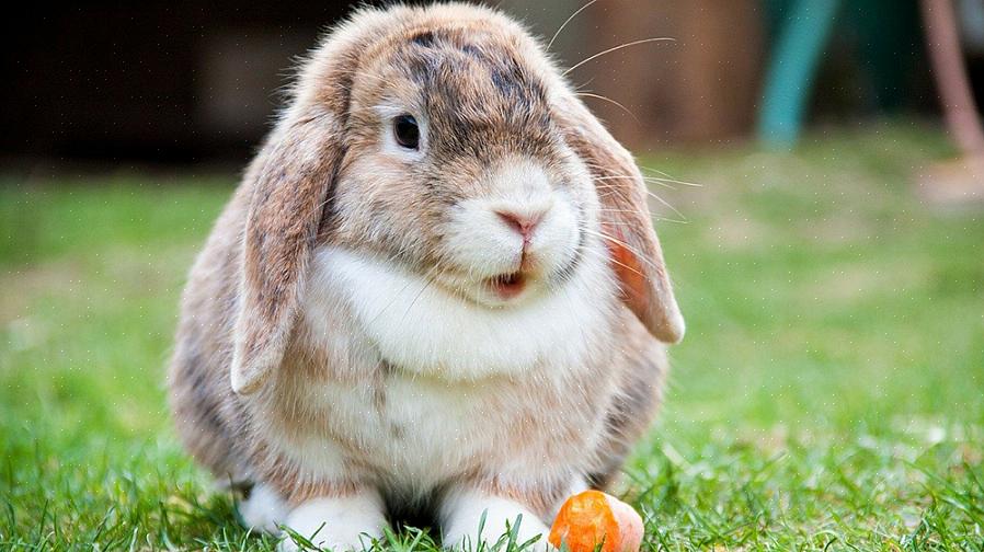 En tamme kanin har liten sjanse til å overleve i naturen