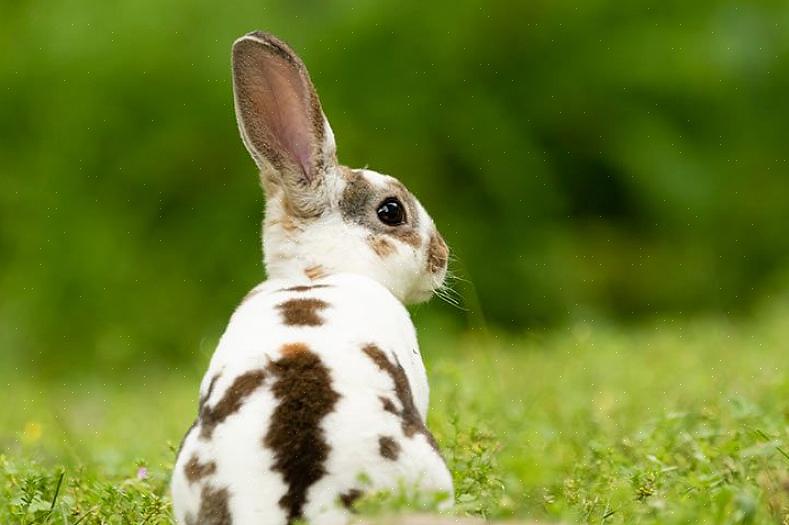 Rasehistorie Rex-kaninen er en korthåret kanin