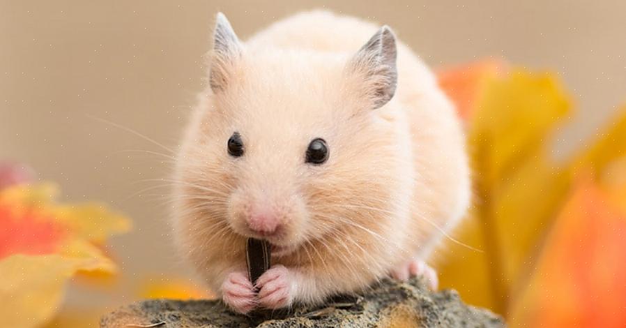 Spesielt utviklet for smågnagere som hamstere eller mus