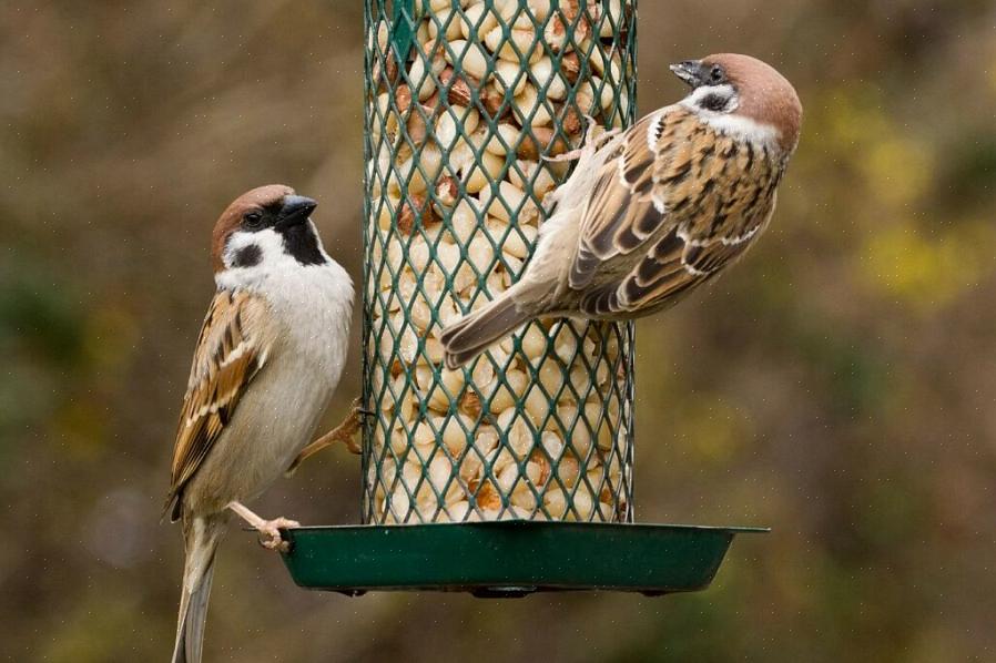 Naturvernorganisasjoner har lenge etterlyst at det er fornuftig å mate innfødte ville fugler hele året