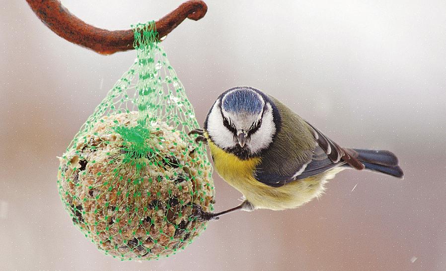 Å mate ville fugler er spesielt populært om vinteren