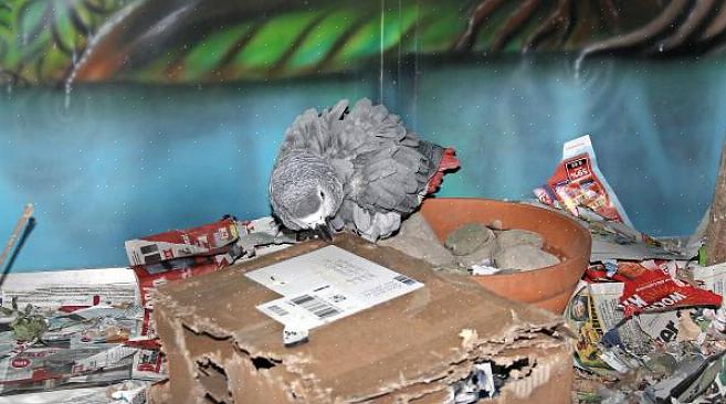 Generell informasjon om papegøyer Papegøyer tilhører rekkefølgen av fugler