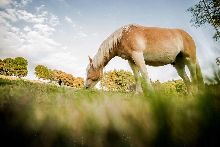 Siden hester kan spise giftige planter hvor som helst