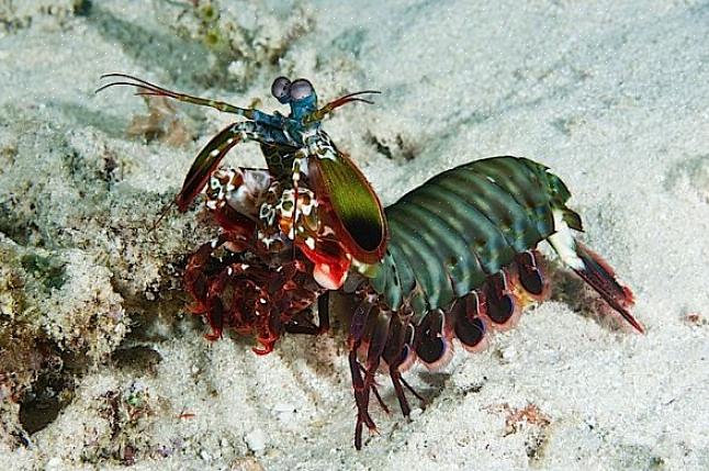Anses det vara ett skadedjur eller ett husdjur att ha en mantisräka i ditt akvarium