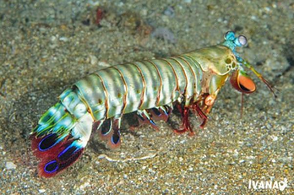 Albert Thiels More on Mantis shrimp-svar på spørsmål om Pistol and Mantis Shrimps forklarer