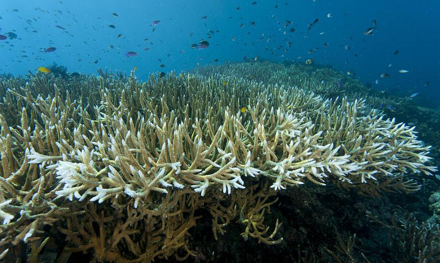 Korallbleking begynte å få oppmerksomhet etter at den først ble observert på korallrev i Sør-Stillehavet