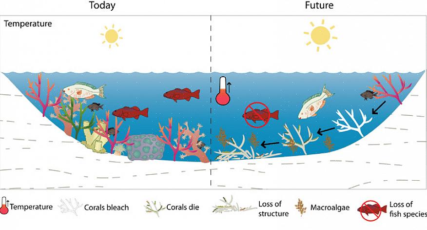 Hvordan endringer i lys påvirker koraller