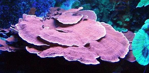 Om belysning for SPS-koraller