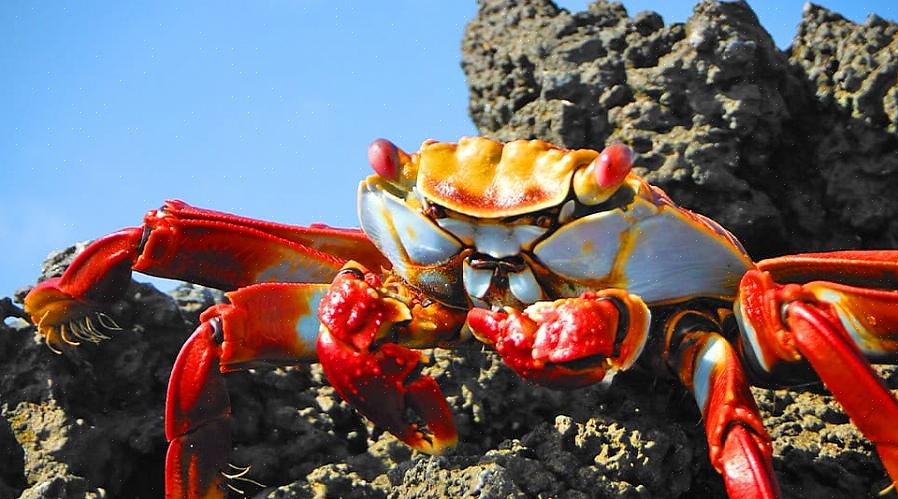 Sally Lightfoot Crab regnes for å være en vaktmester i Reef-tanken