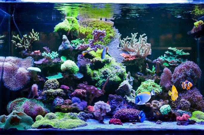 Et revtanksystem er et "fisk bare med levende stein" system med koraller som krever et belysningssystem av