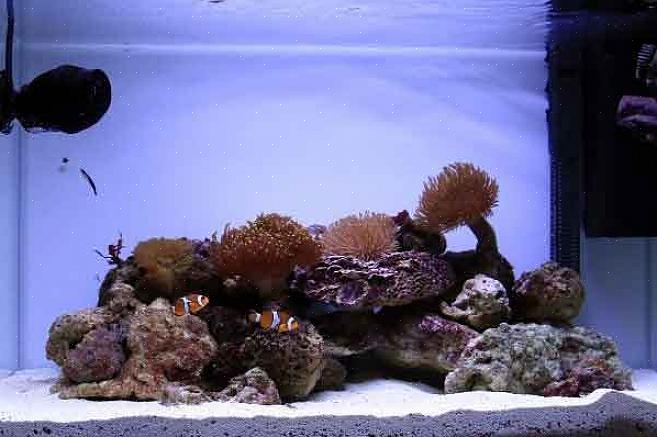 Mange reef tank akvarister designer sine egne reef tank filtreringssystemer ved å bruke ett eller en