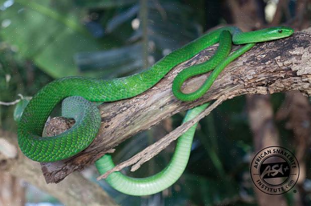 Lignende arter som den grønne slangen