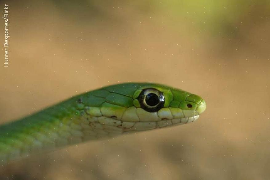 Kölad grön orm