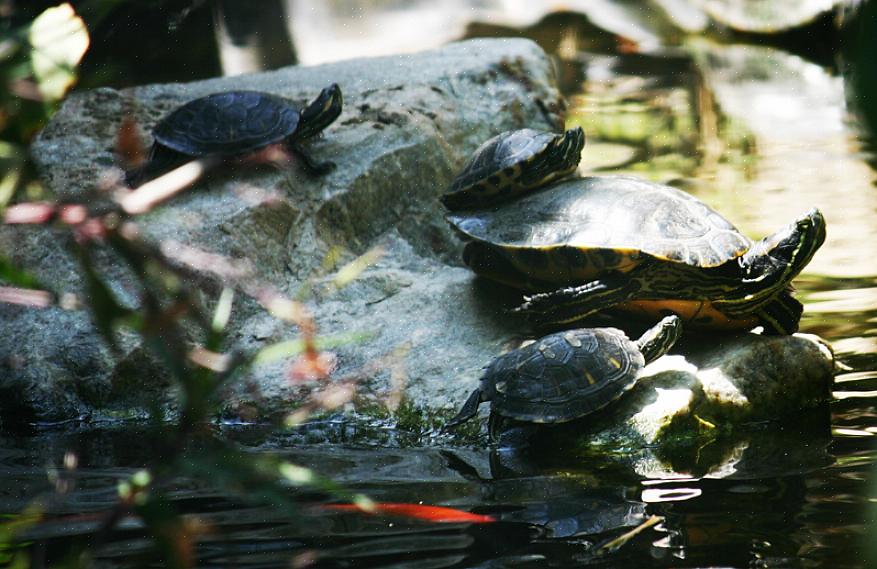 Οι κατοικίδια υδρόβιες χελώνες που διατηρούνται σε υπαίθριες λίμνες πρέπει να έχουν ασφαλή περίφραξη